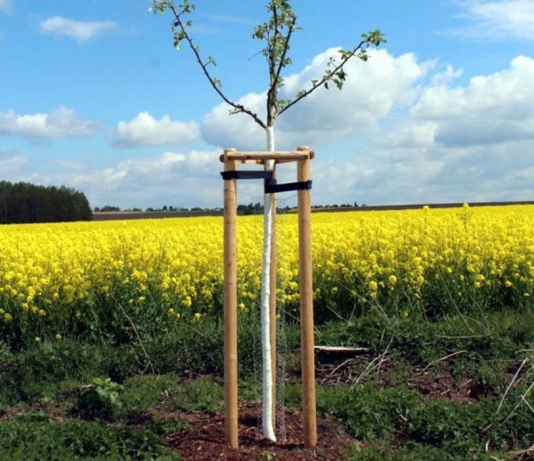 Kůl se špicí 80/2100mm BOROVICE (FSC)