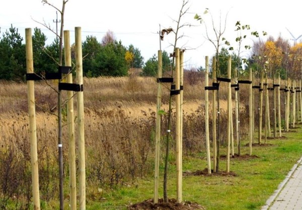 Kůl se špicí 60/2500mm BOROVICE/SMRK