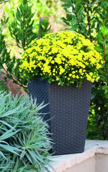Rattan planter S